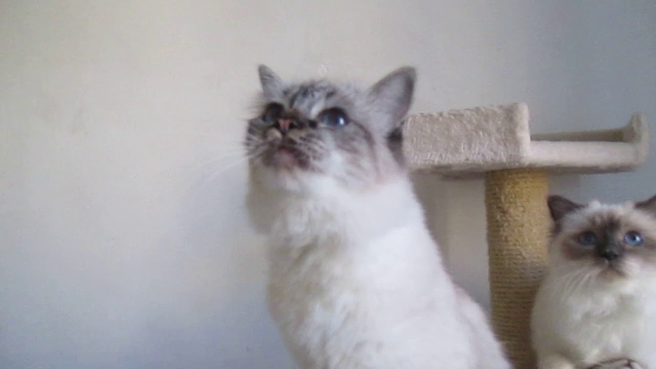 Cuccioli di gatto Sacro di Birmania nati nel 2017 nell'allevamento ASTRIBIRMANI