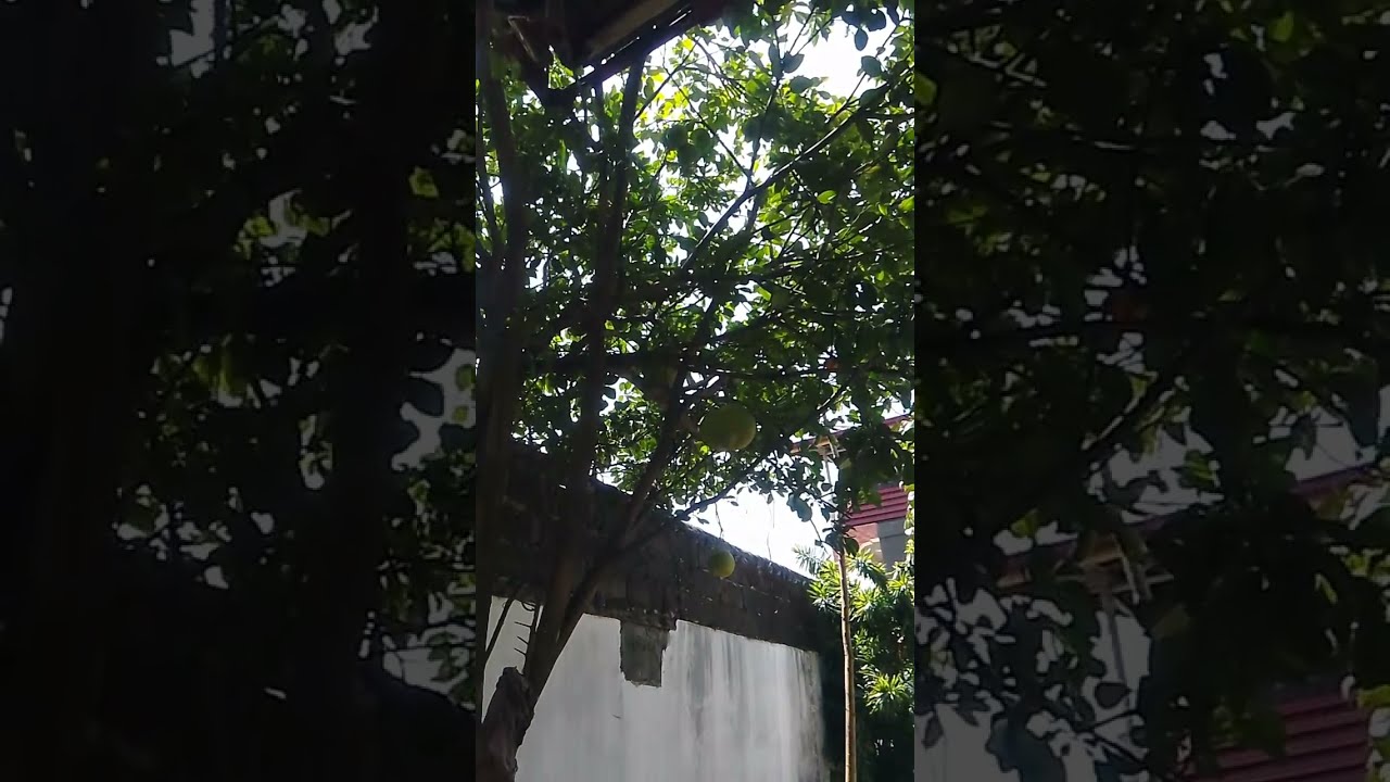 Saizha 0408