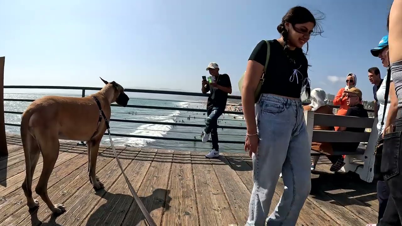 Cash 2.0 Great Dane meeting new people in Santa Monica 143