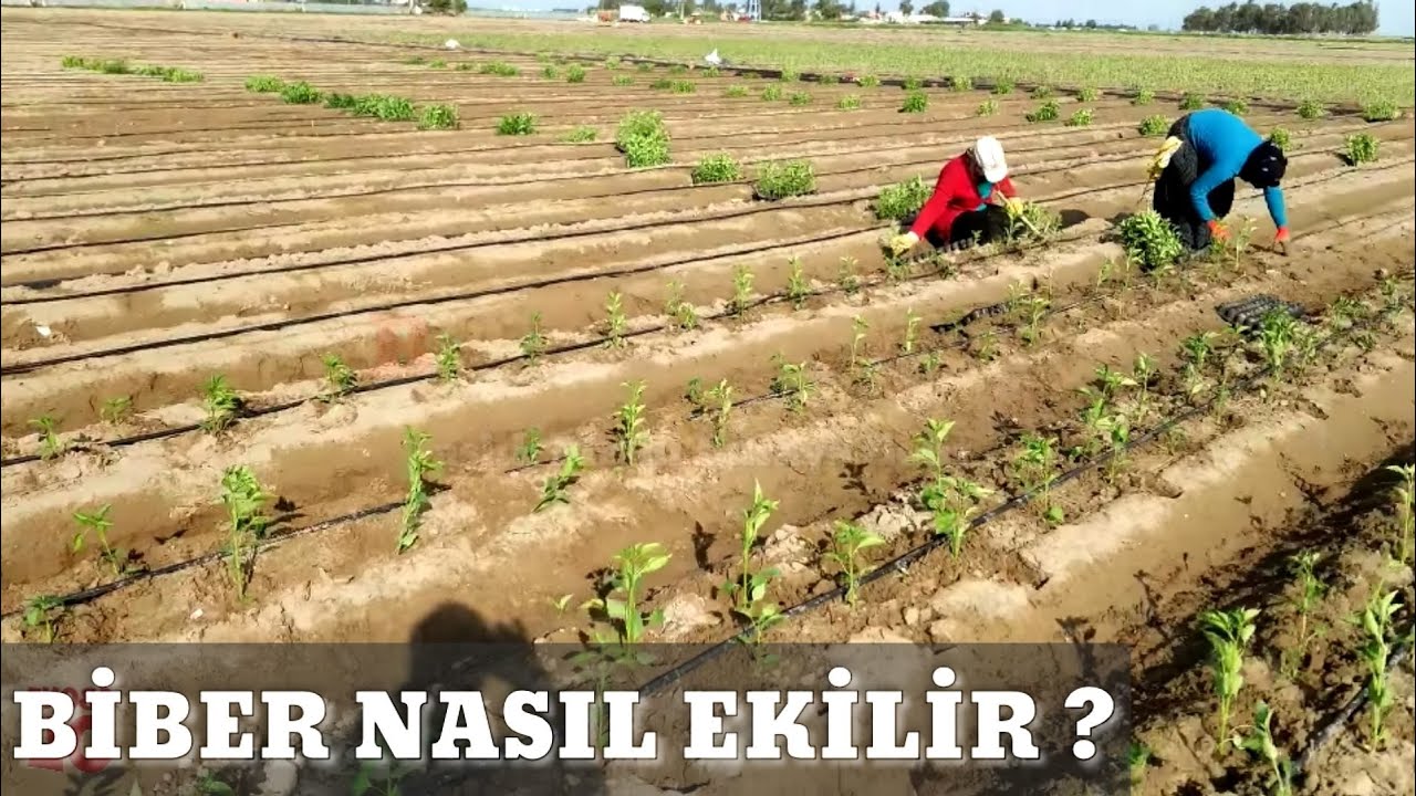 Biber ekimi nasıl yapılır. Püf noktaları Biber yetiştirciliği mersin tarsus baharlı köyü