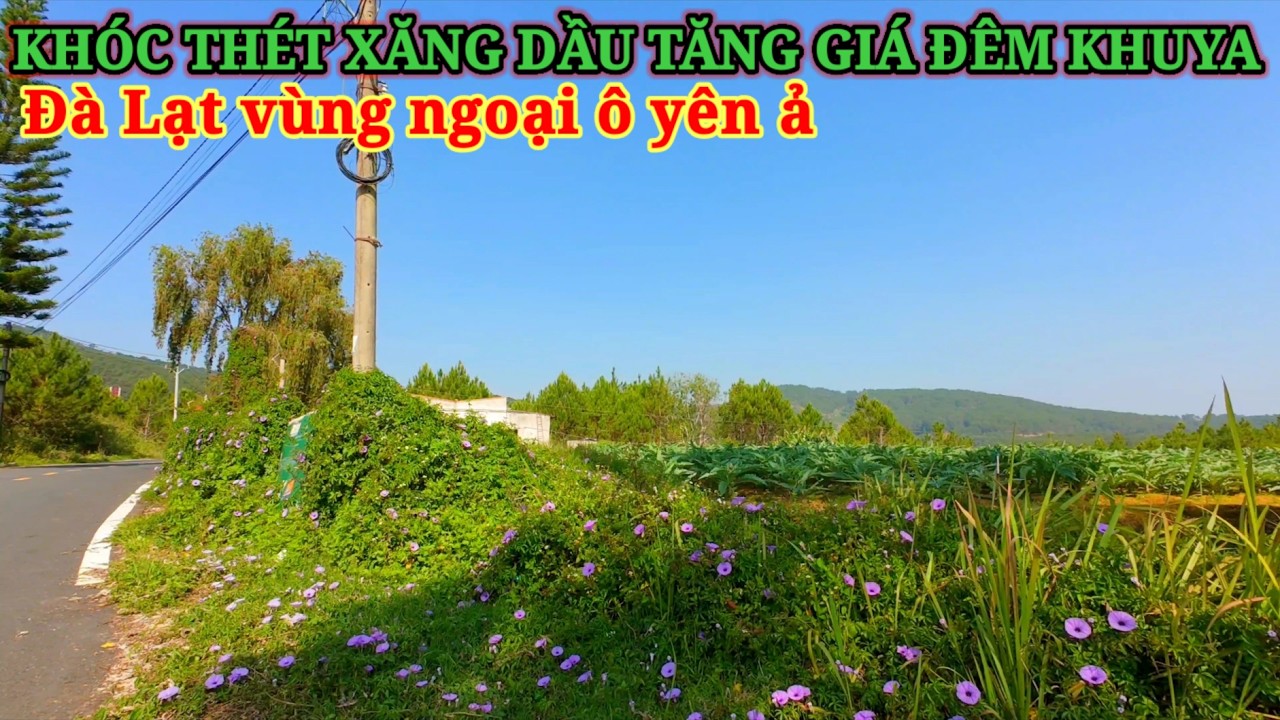 KHÓC THÉT XĂNG DẦU TĂNG GIÁ ĐÊM KHUYA, ĐÀ LẠT VÙNG NGOẠI Ô YÊN Ả
