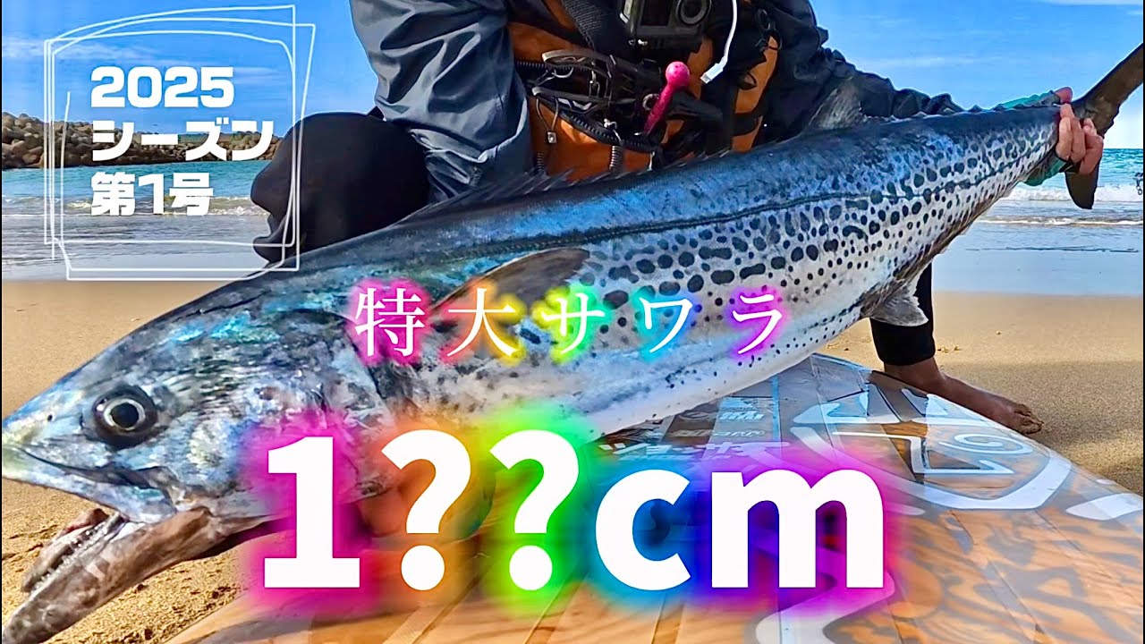 【大サワラ神回】supで巨大なサワラの上手な釣り方！カヤックでも使えるノウハウ満載のノーカット保存版です