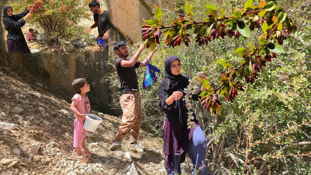 IRAN nomadic life🌄 | Harvesting Nomads' Crops🍒 | Secrets of Nomads' Wild Barberry Picking🍯