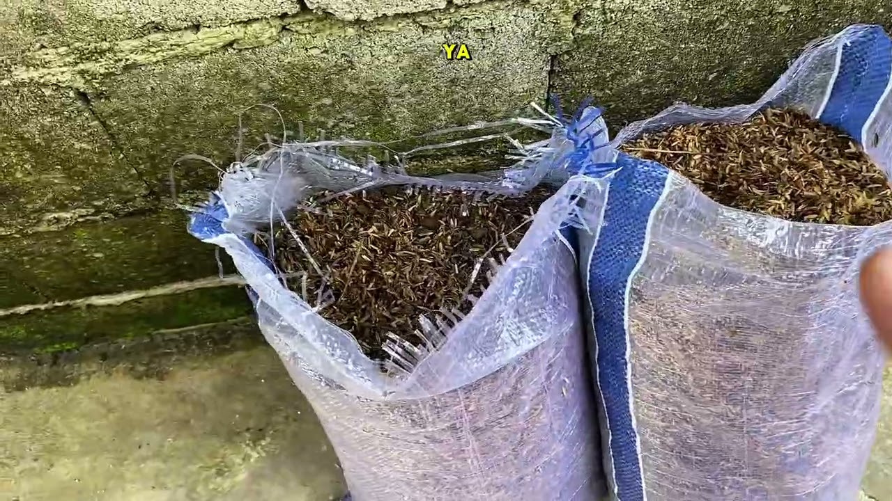 Sekam fermentasi untuk media tanam #fypシ 