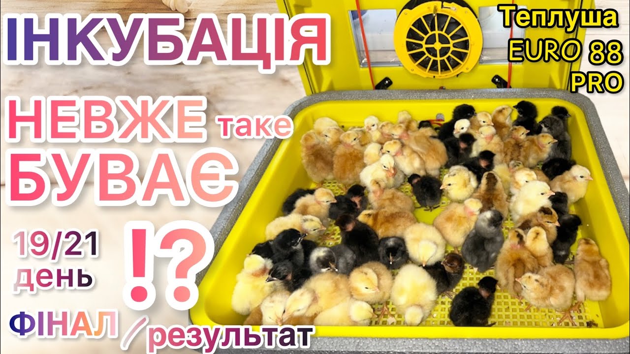 🐥ФІНАЛ Інкубації РЕЗУЛЬТАТ в Теплуша EURO 88 Pro