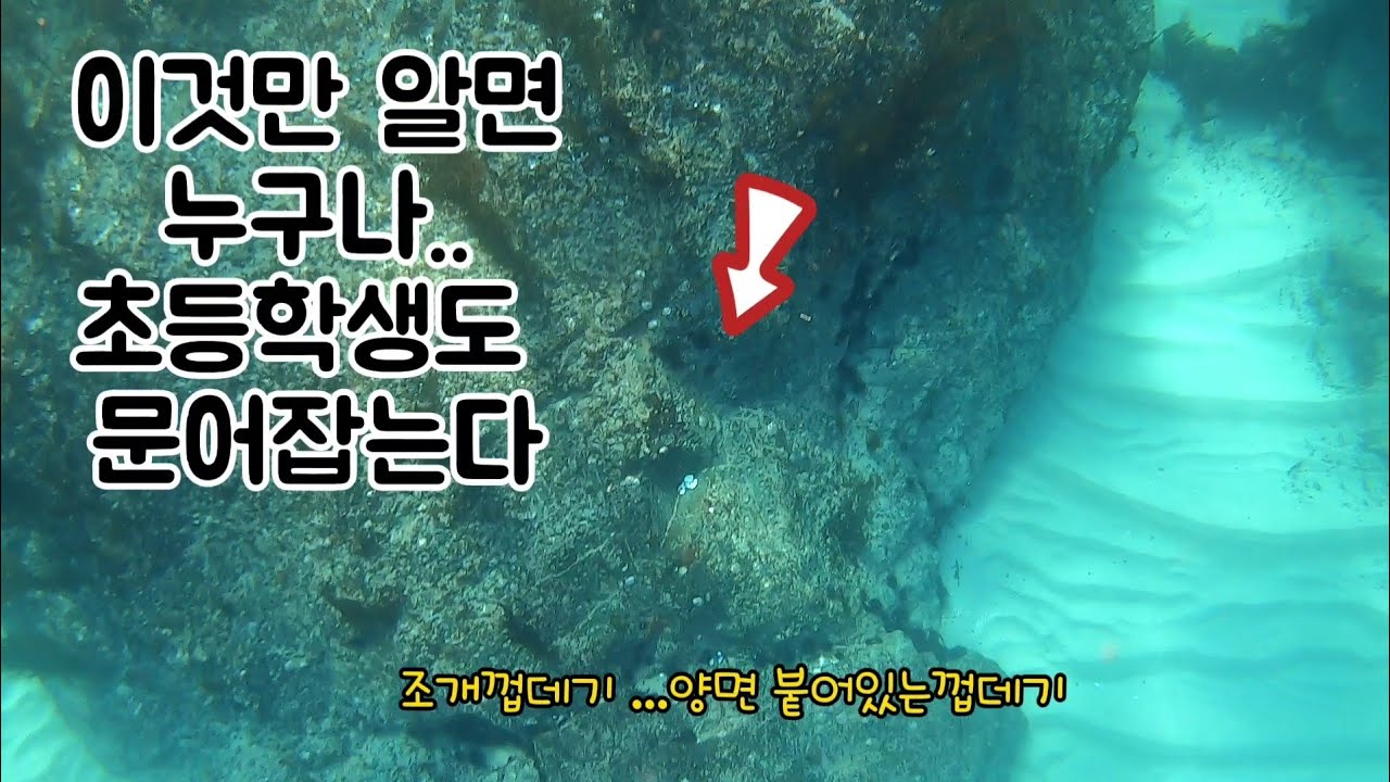 문어는 누구나 잡을수있다.