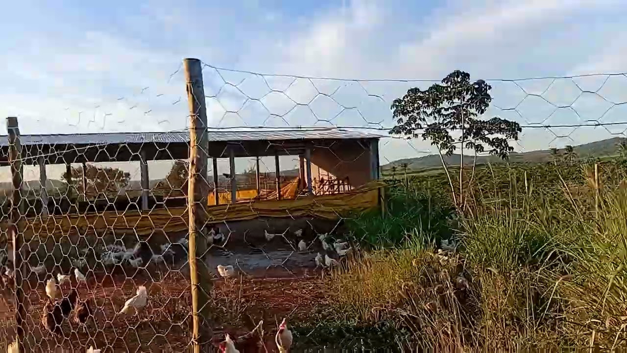 Criatorio Barreto Galinhas no novo piquete
