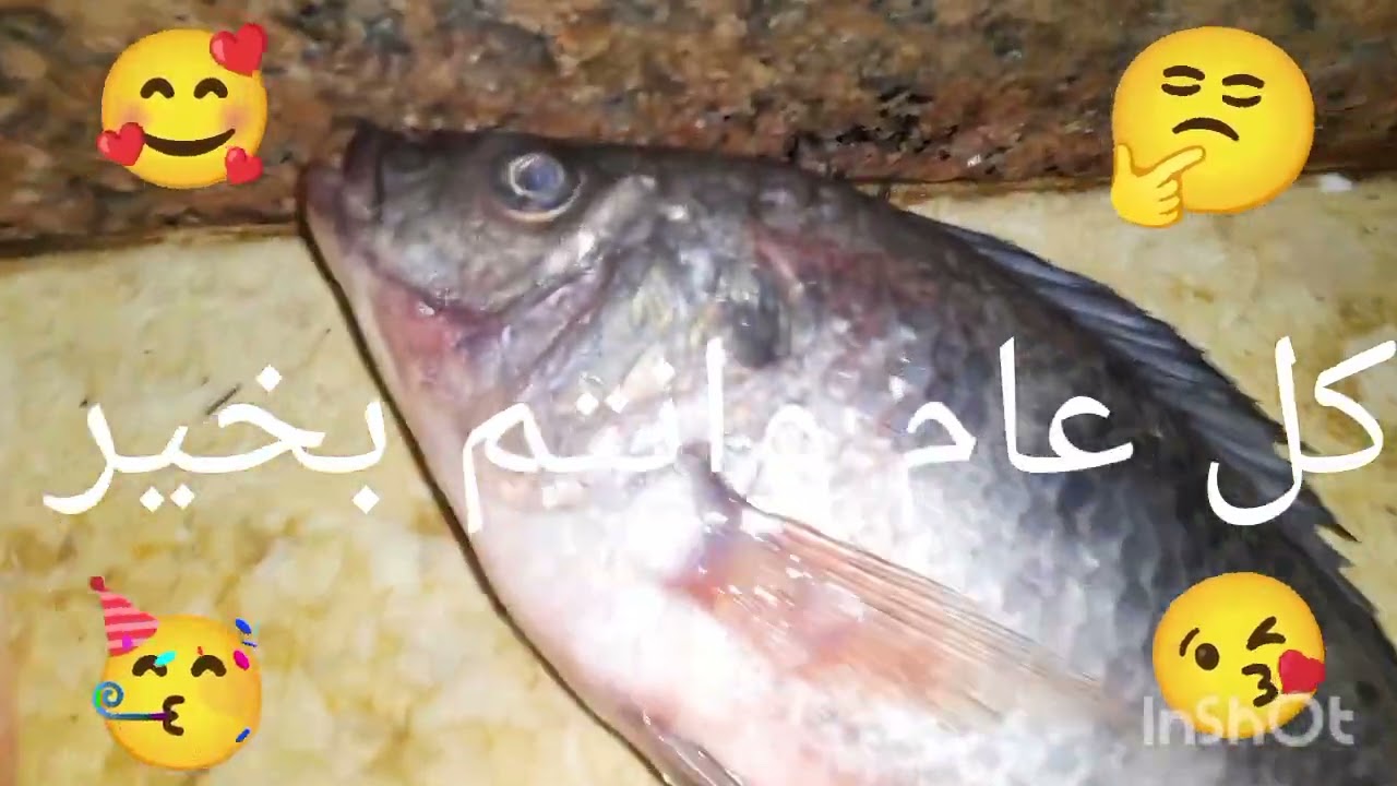طلعت السويس شغل فاخر من لاخر 