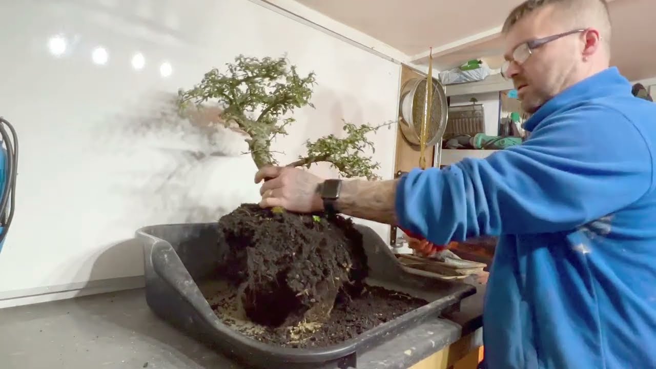 Changing the Angle and Repotting Cottoneaster Bonsai