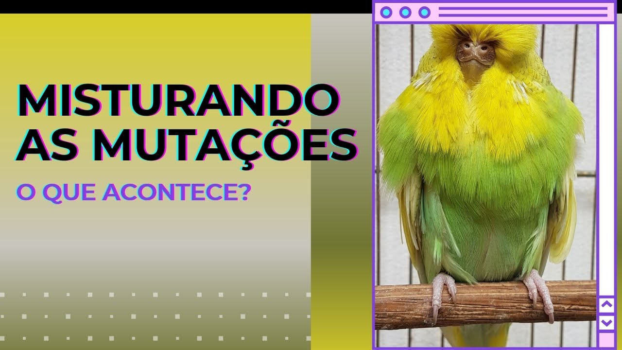 UMA AVE PODE TER MUITAS MUTAÇÕES AO MESMO TEMPO?