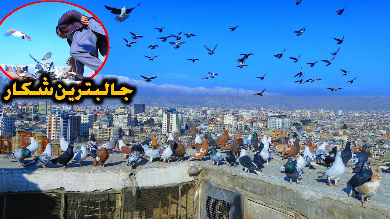 جالبترین شکار- unbelievable hunting || مال گوم ایمان بای || شوق تاریخی با استاد عبدالقدیر || wazha
