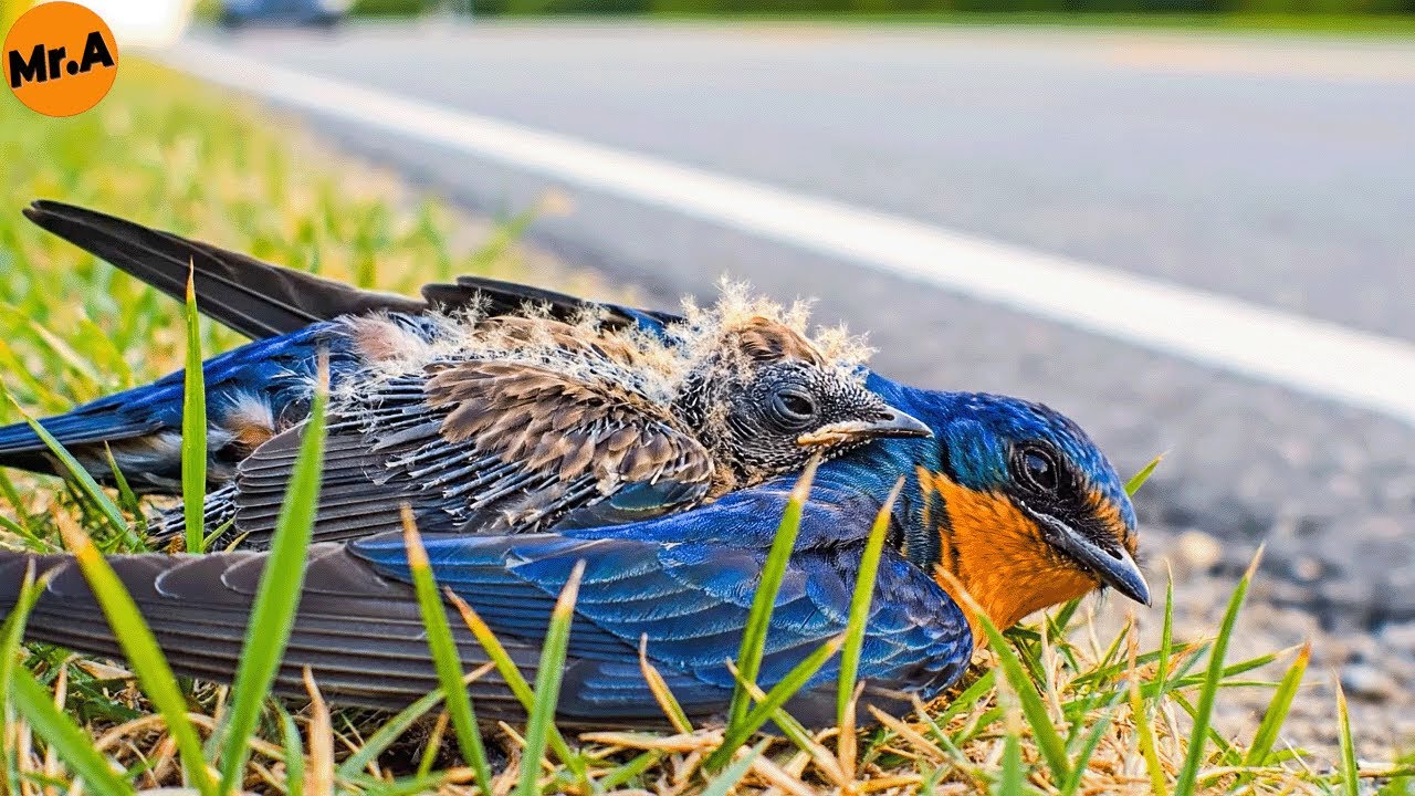 Injured Blue Swallow Mother and Her Baby Rescued by the Roadside