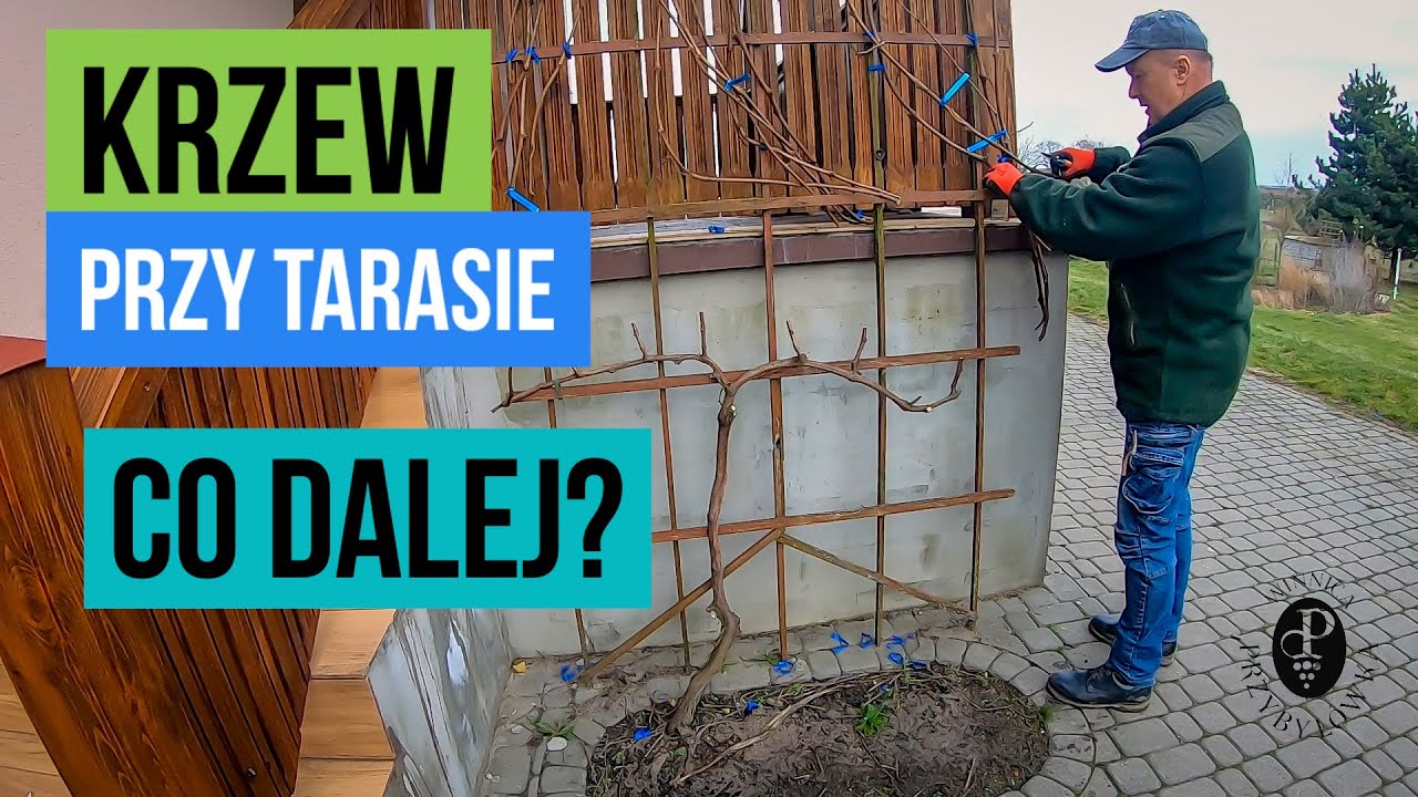 Krzew przy tarasie – co dalej?