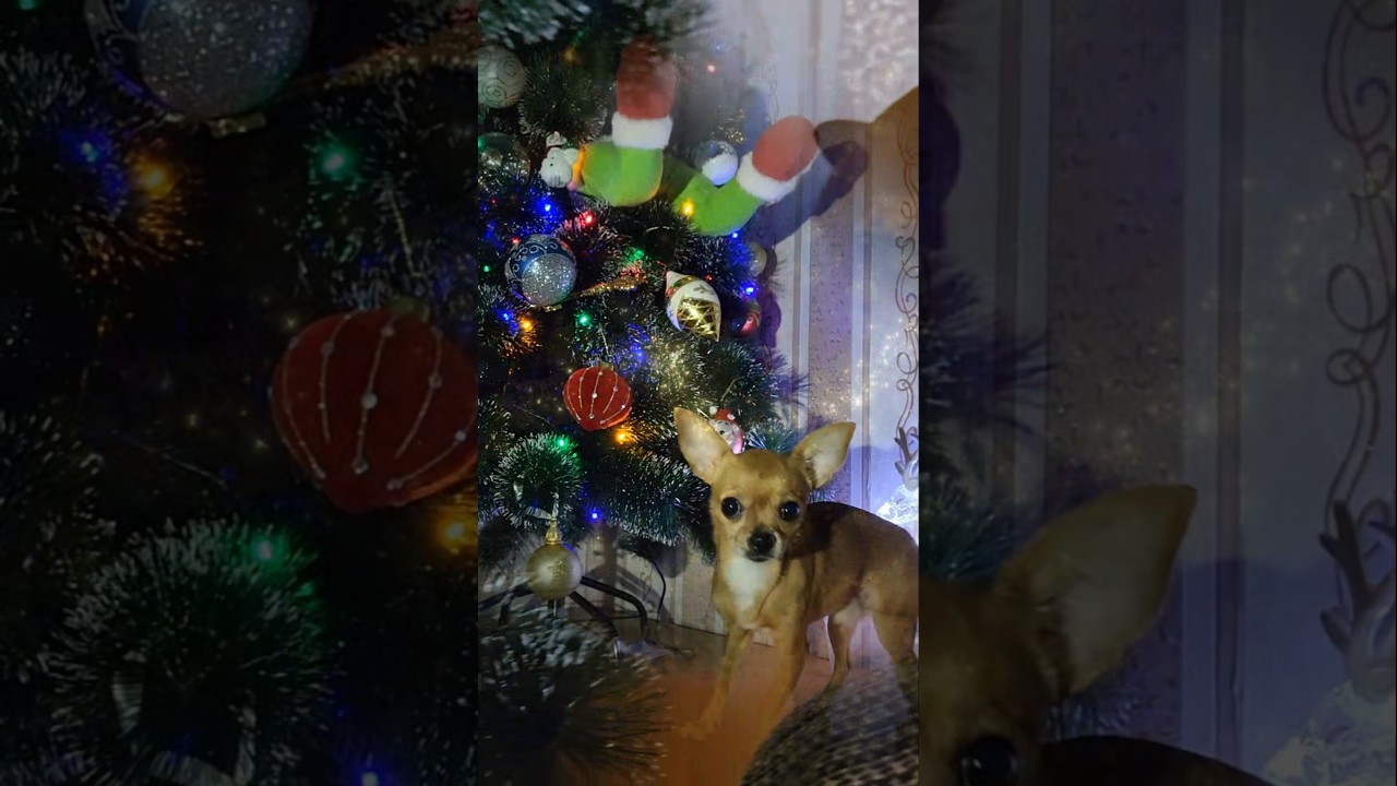 #chihuahua#елка#смешно #смешные #собака #чихуахуа #cute #pets #shorts #christmas #newyear#новыйгод