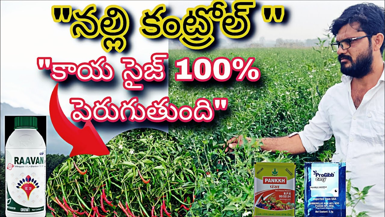 #నల్లినీ కంట్రోల్ చేసే ఆయుధం #పిందె 
