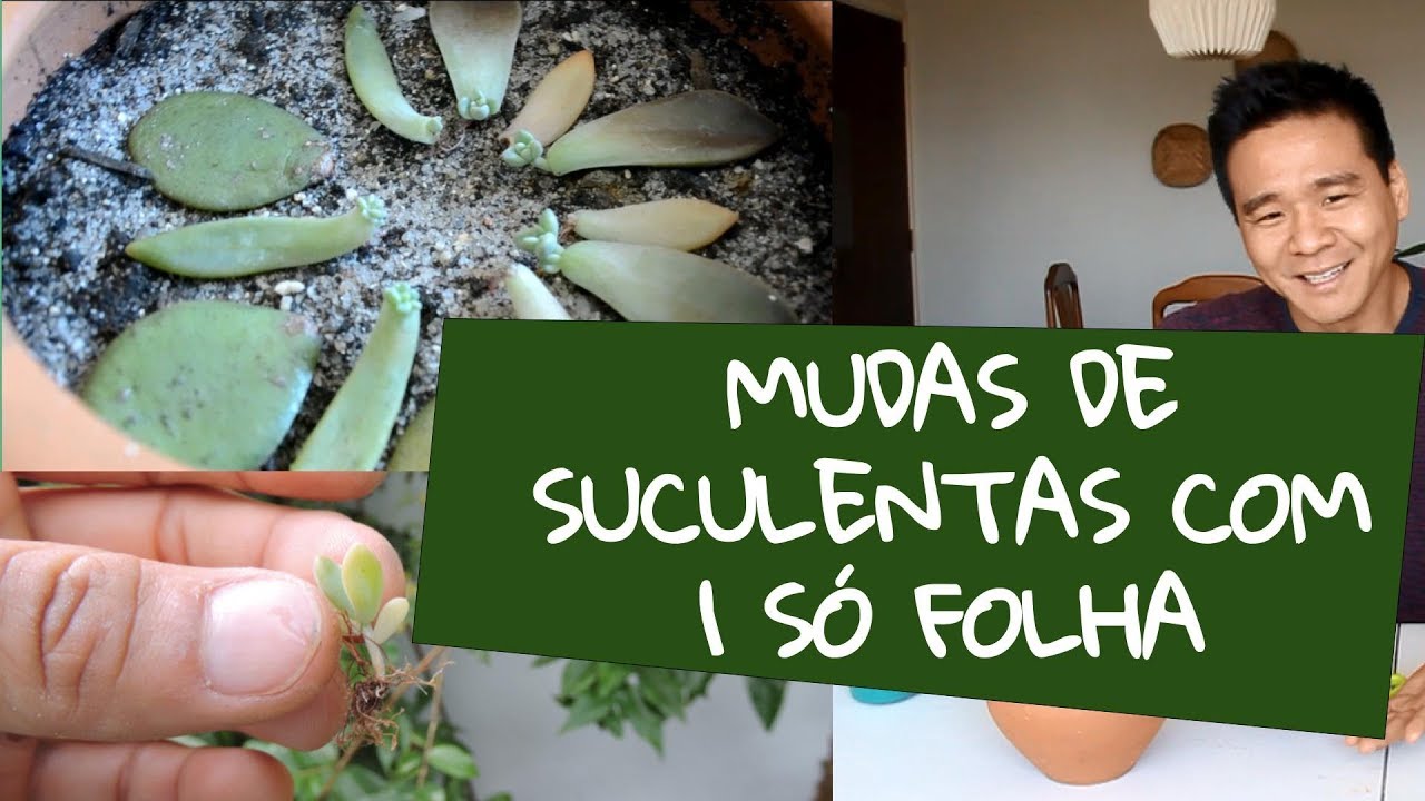 Como fazer mudas de suculentas com uma só folha?