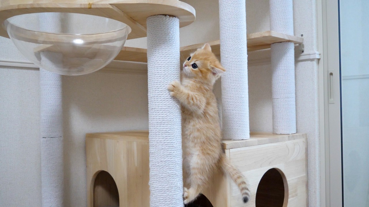 Cute kittens who want to climb high places, imitating their siblings...
