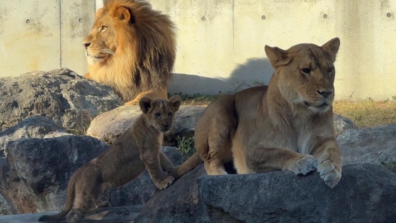 番外編 ママと遊びたい仔ライオン【番外編】【豊橋総合動植物公園のんほいパーク】らいお