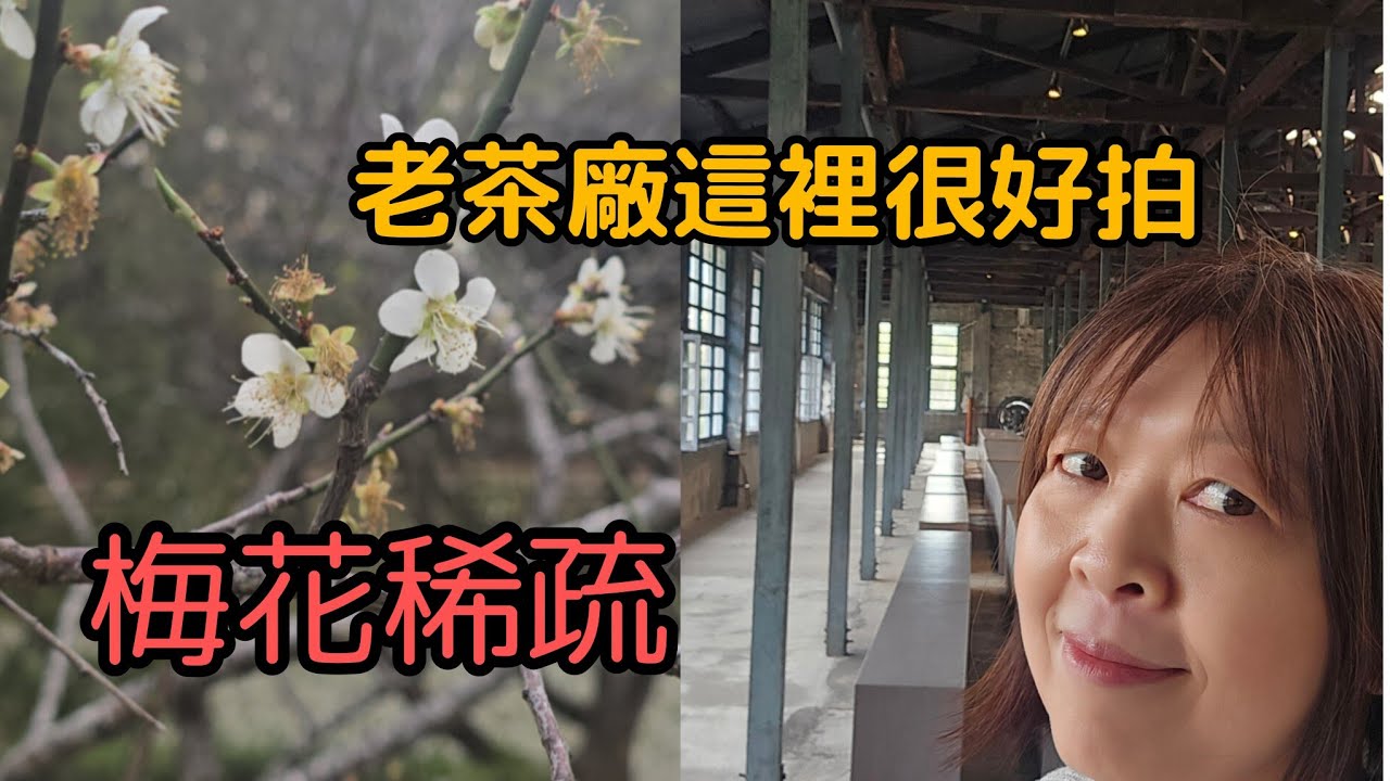 梅花稀疏沒驚艷到我，但大溪老茶廠真的太強了！