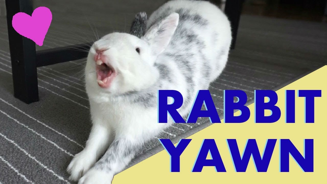 Rabbit YAWNING in Slow Motion