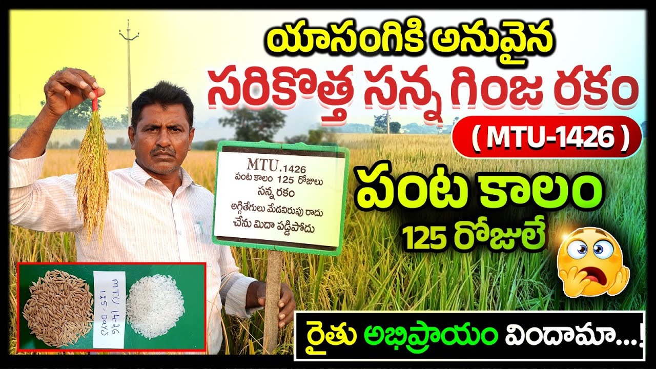 MTU-1426 Paddy Seed Variety For Rabi Season || New Paddy Seed 2025 || Best Paddy Seed || EvusamTv