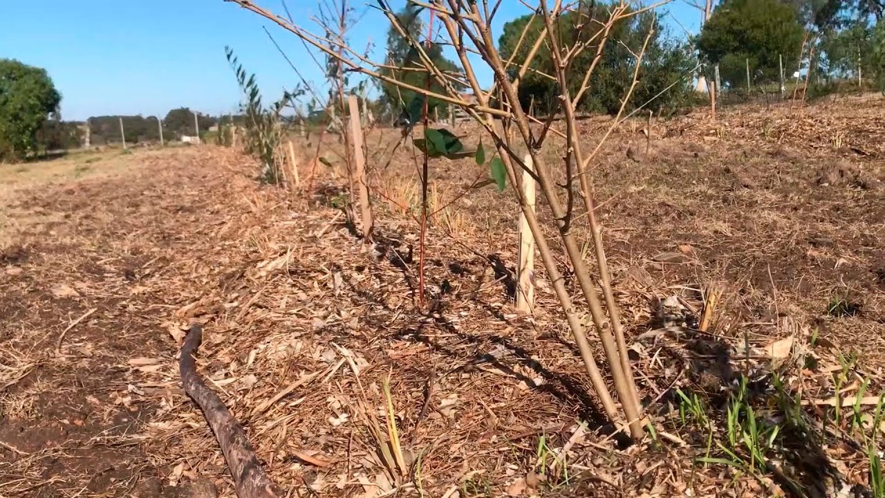 BOSQUE SINTRÓPICO de ALIMENTOS Ayllu - Introducción a la Sintropía & Regeneración
