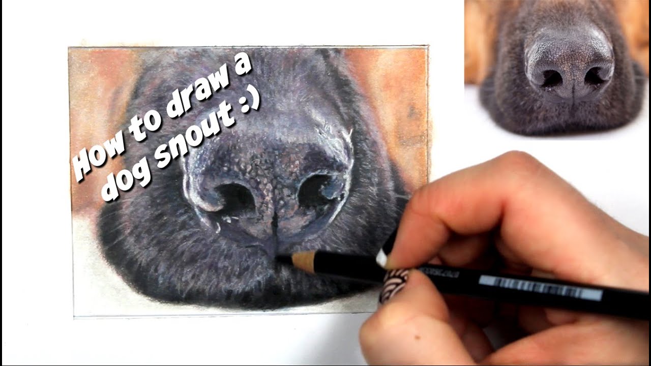 TUTORIAL #8 - How to draw a realistic dog snout - Channel Sheldene Fine Art