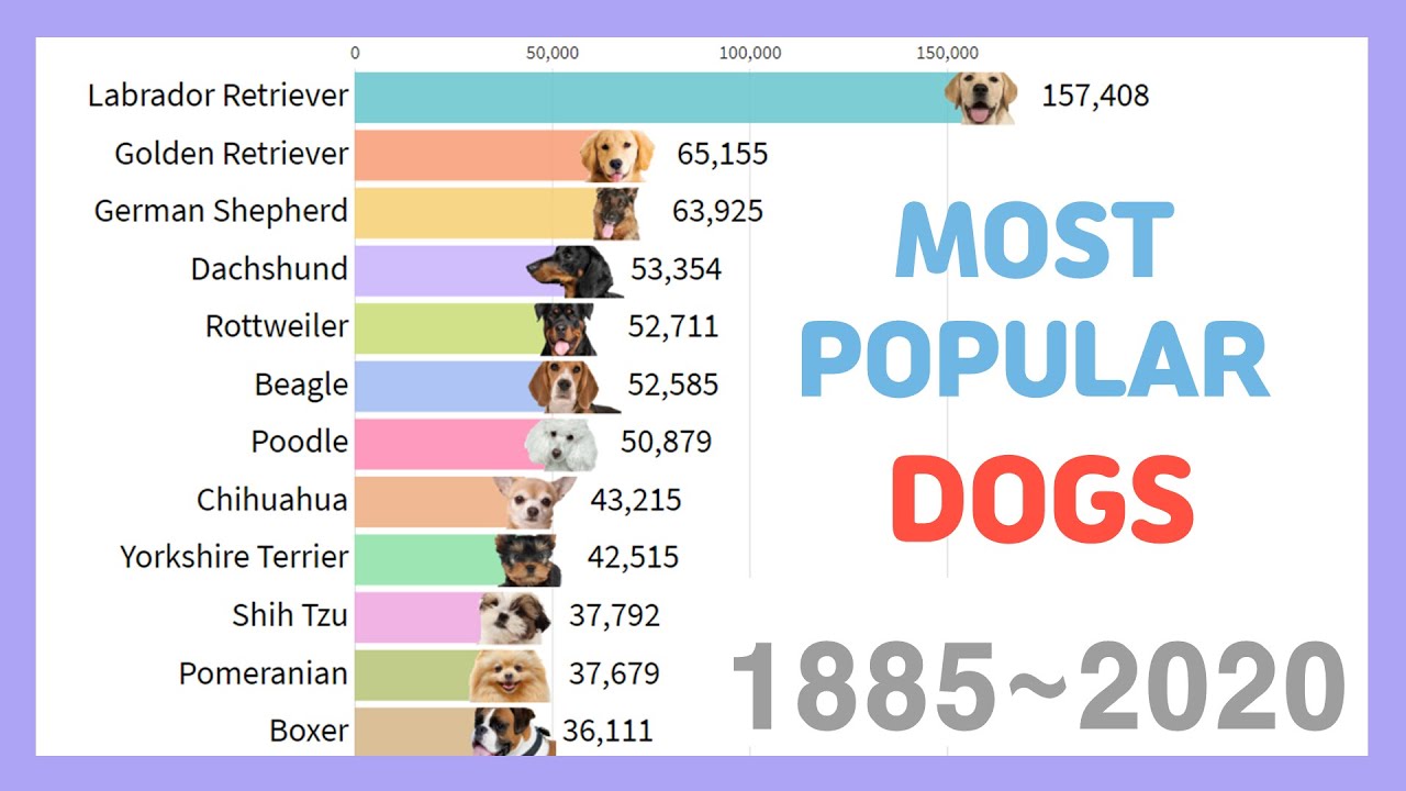 Most Popular Dog Breeds 1885~2020