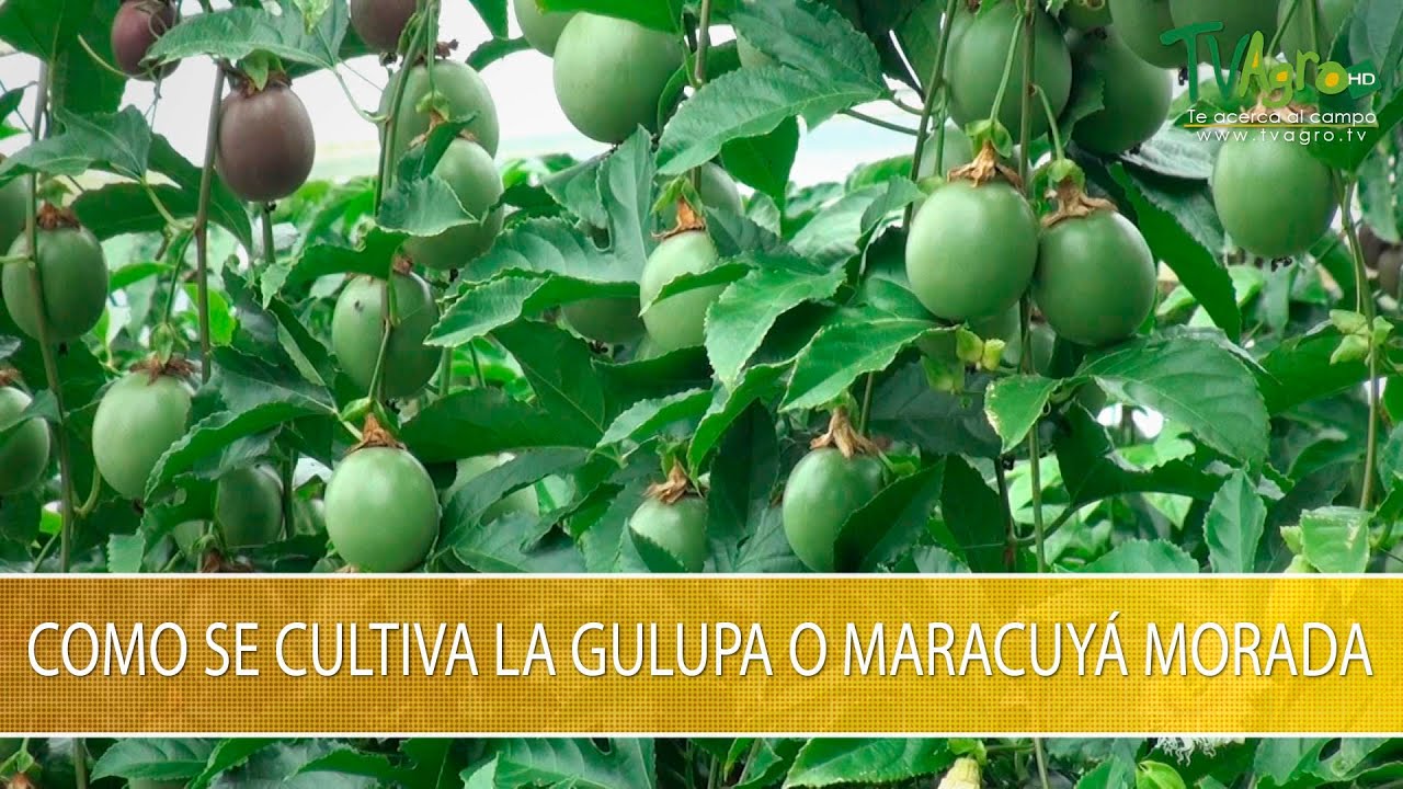 Como se Cultiva la Gulupa o Maracuya Morada- TvAgro por Juan Gonzalo Angel Restrepo