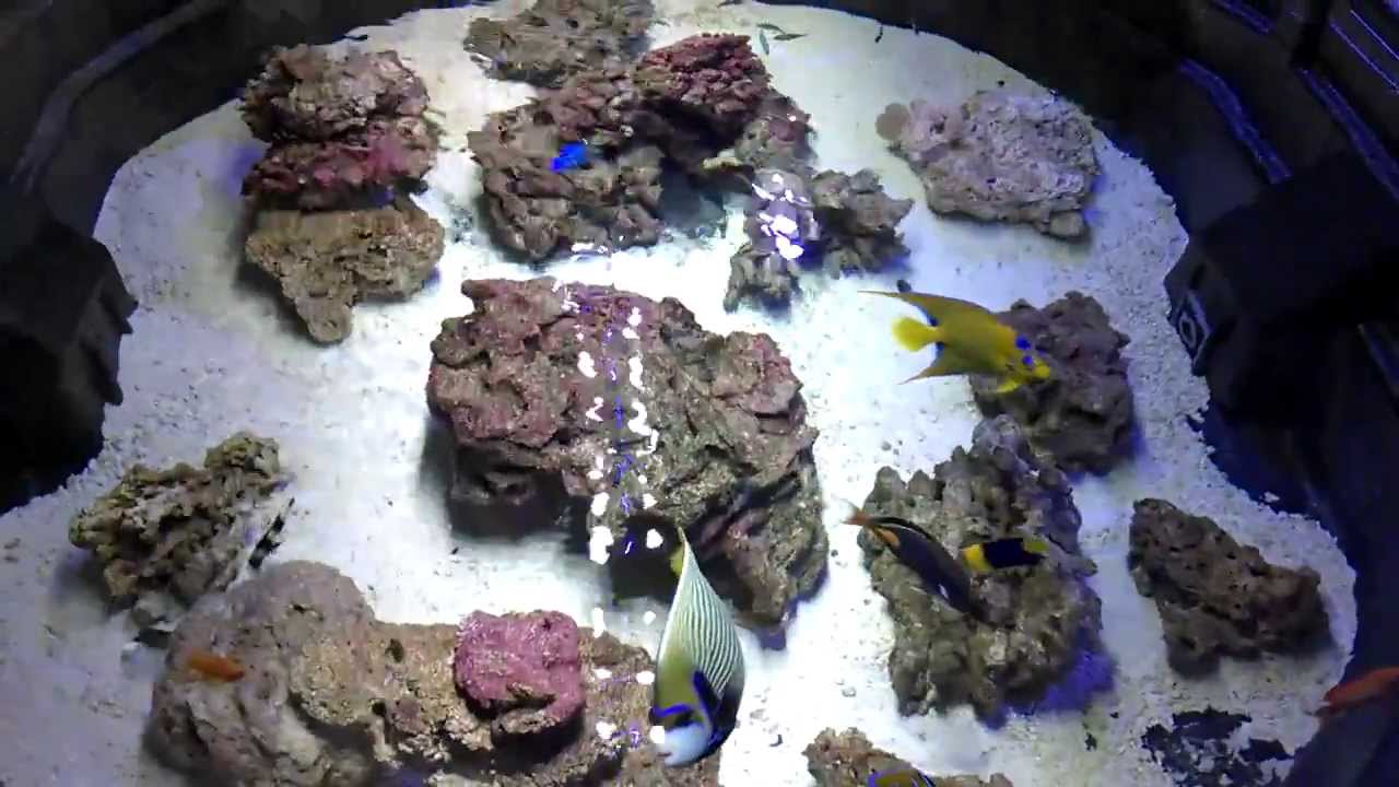 300 Gallon Saltwater Lagoon (pond) v3.0