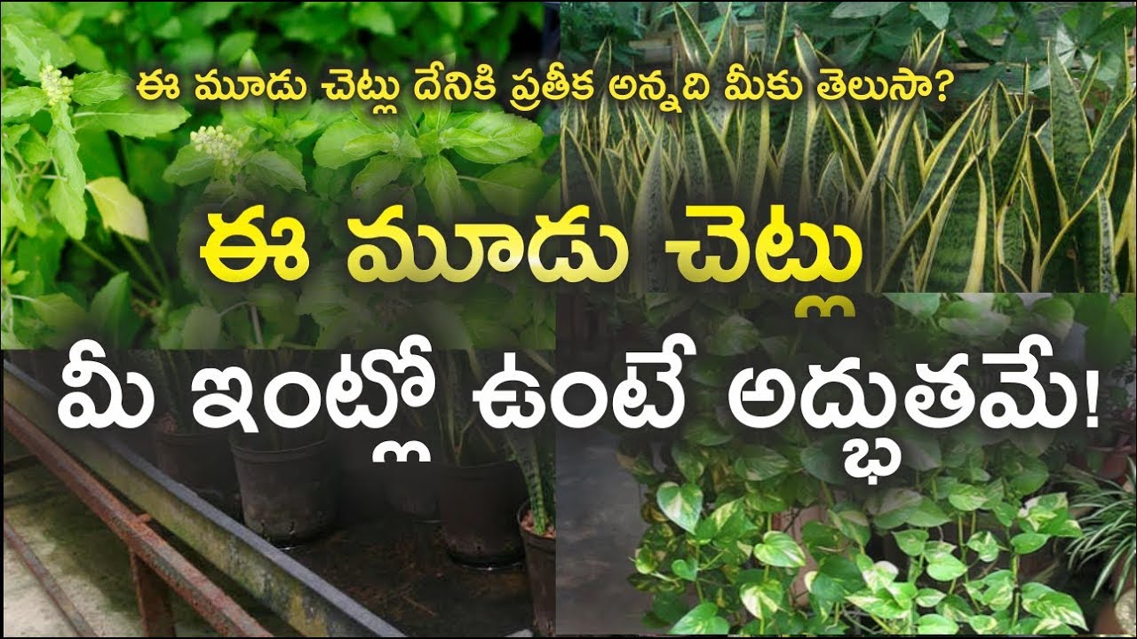 ఈ మూడు చెట్లు మీ ఇంట్లో ఉంటే అద్భుతమే!!