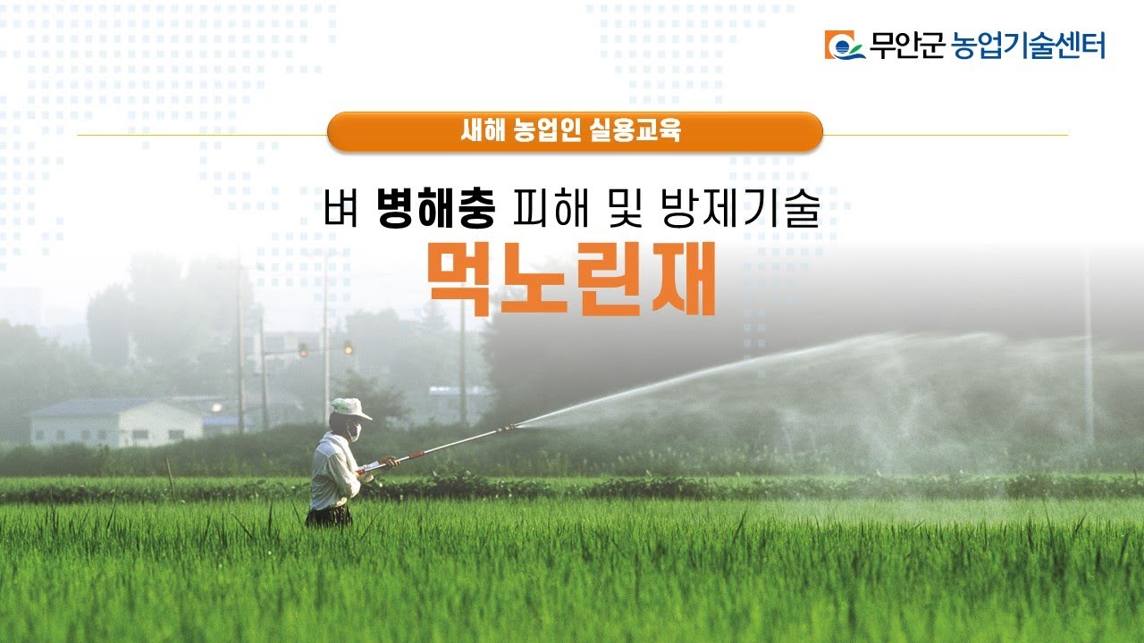 벼4강 먹노린재