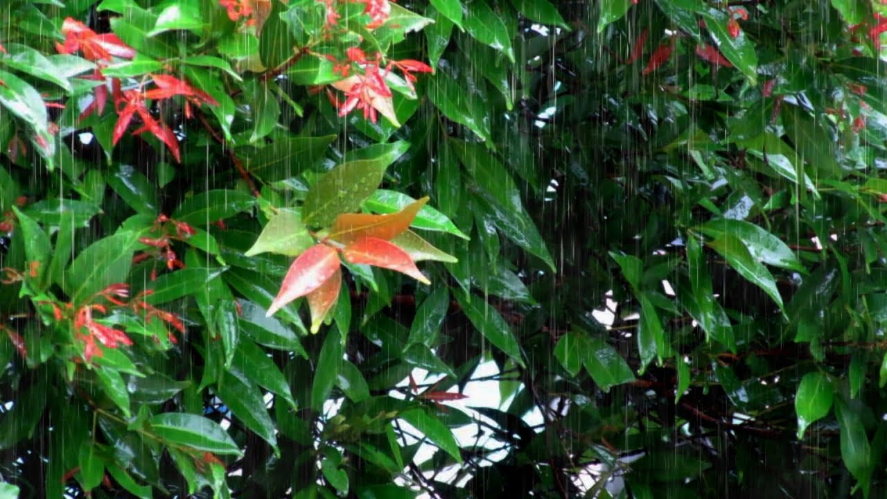 Rain and Thunder Sounds for Sleeping | Natural Storm Ambience for Deep Rest