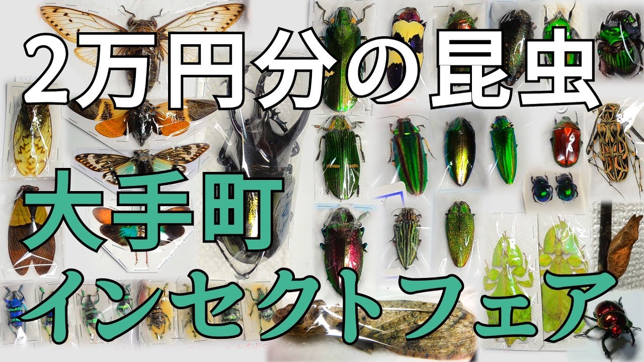 激安！世界の美しい昆虫
