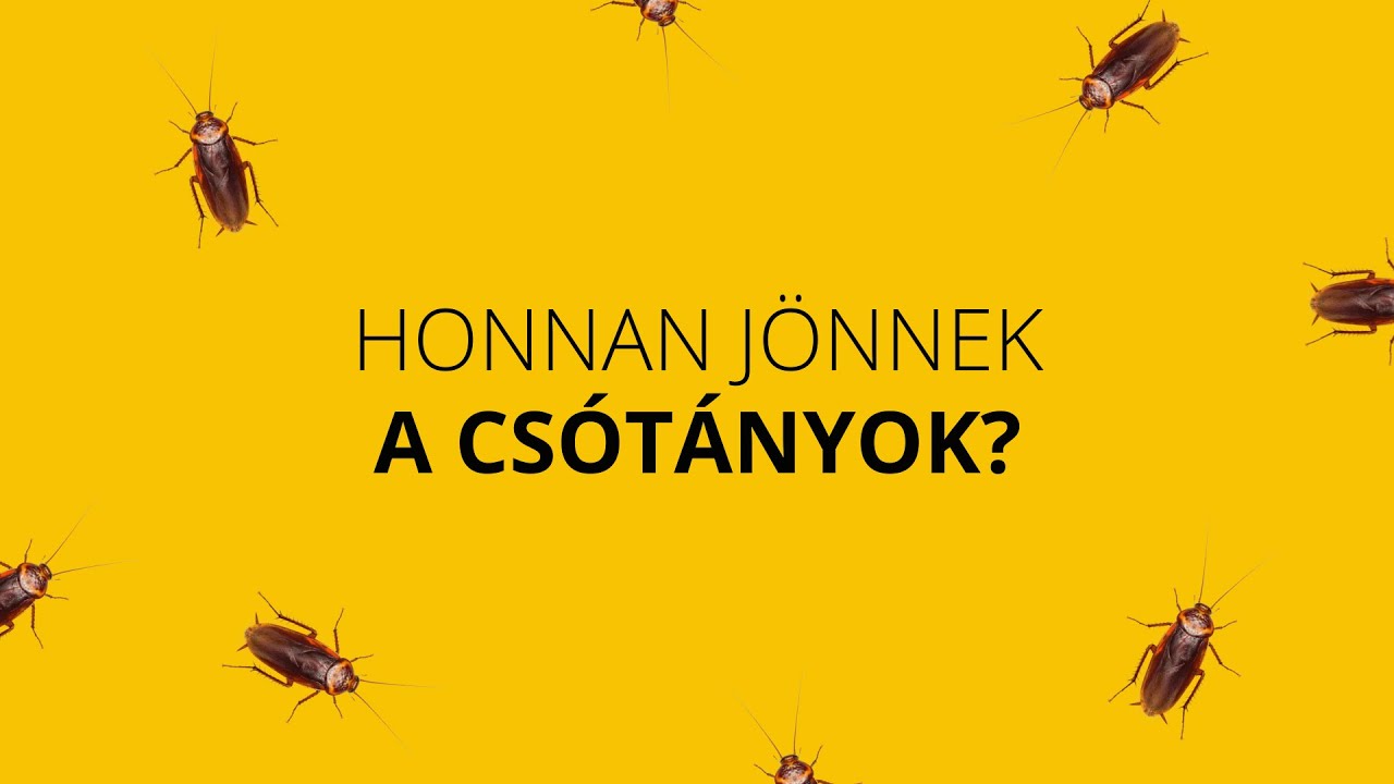 Hogyan kerülnek a csótányok az iskolába?