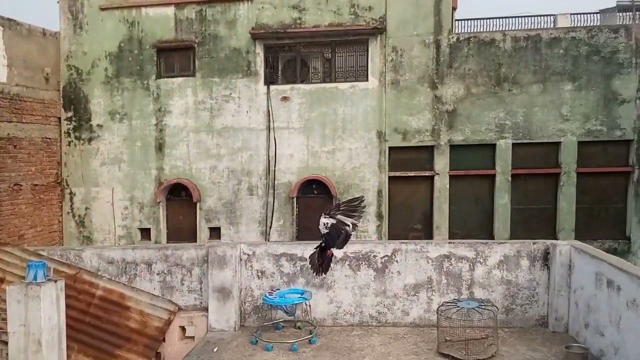 Aaj kabutar Ne Kya Kiya 🕊️🕊️🕊️ naya kabutar jhuha chandan laye 