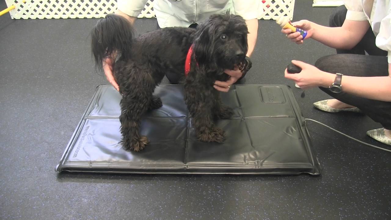 The Difference Between Force Plate Technology and the Companion Stance Analyzer