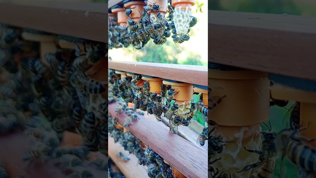 Realeras listas para nacer #abejas #apicultura #beekeeper