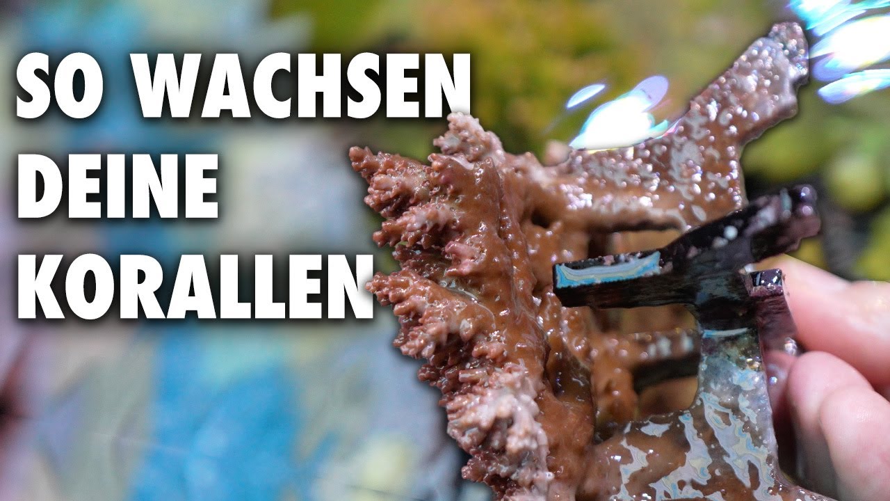 Hinter den Kulissen Teil 2 - KORALLENZUCHT XXL (Technik, Tiere..) bei Fauna Marin