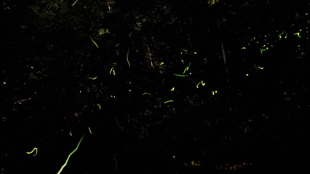 Fireflies in Adams County Ohio
