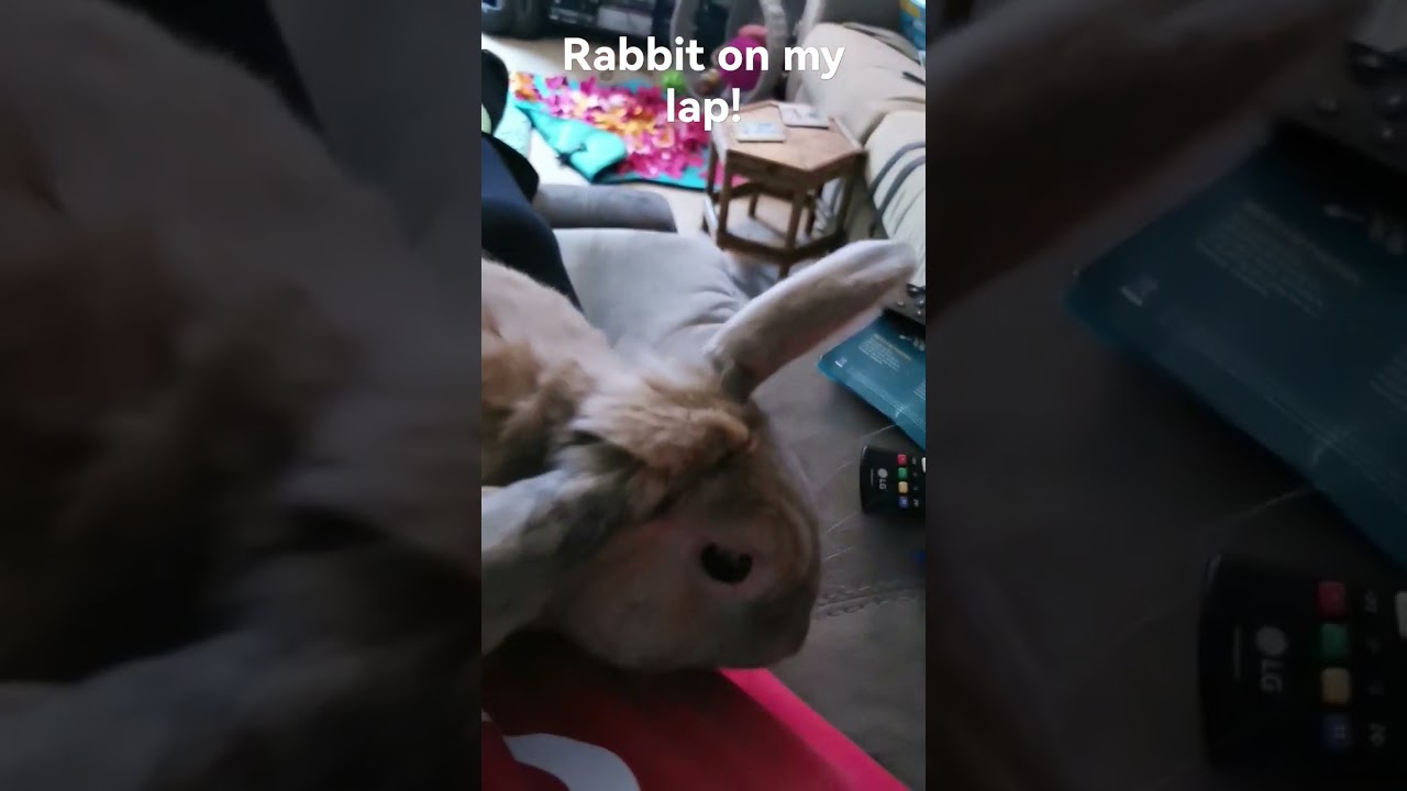 Keeping the rabbit company!