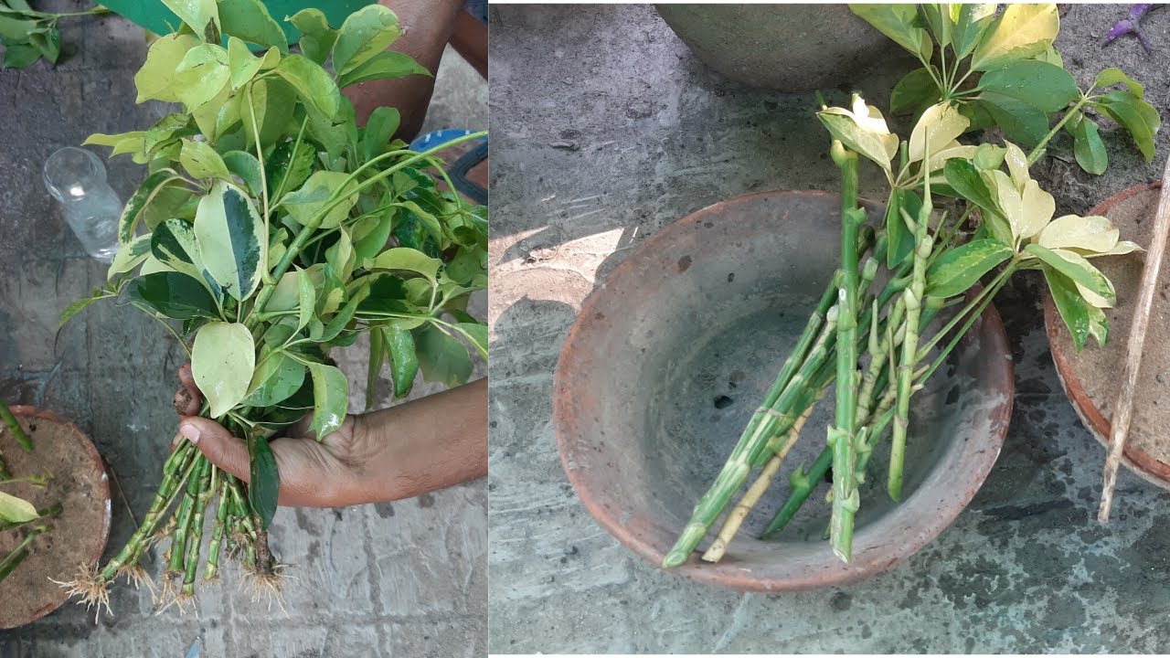 Grow Umbrella Plant from Cutting