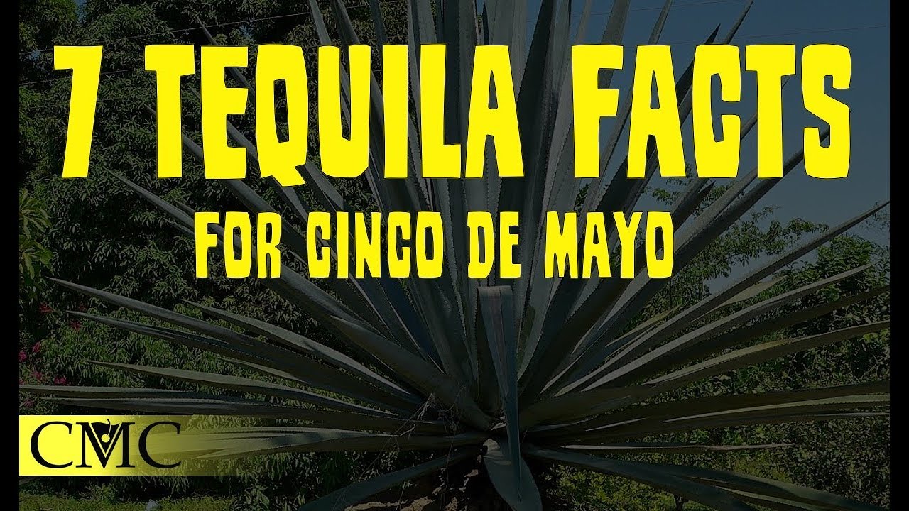 7 Tequila Facts for Cinco de Mayo! Tequila Styles, Agave and the Worm?