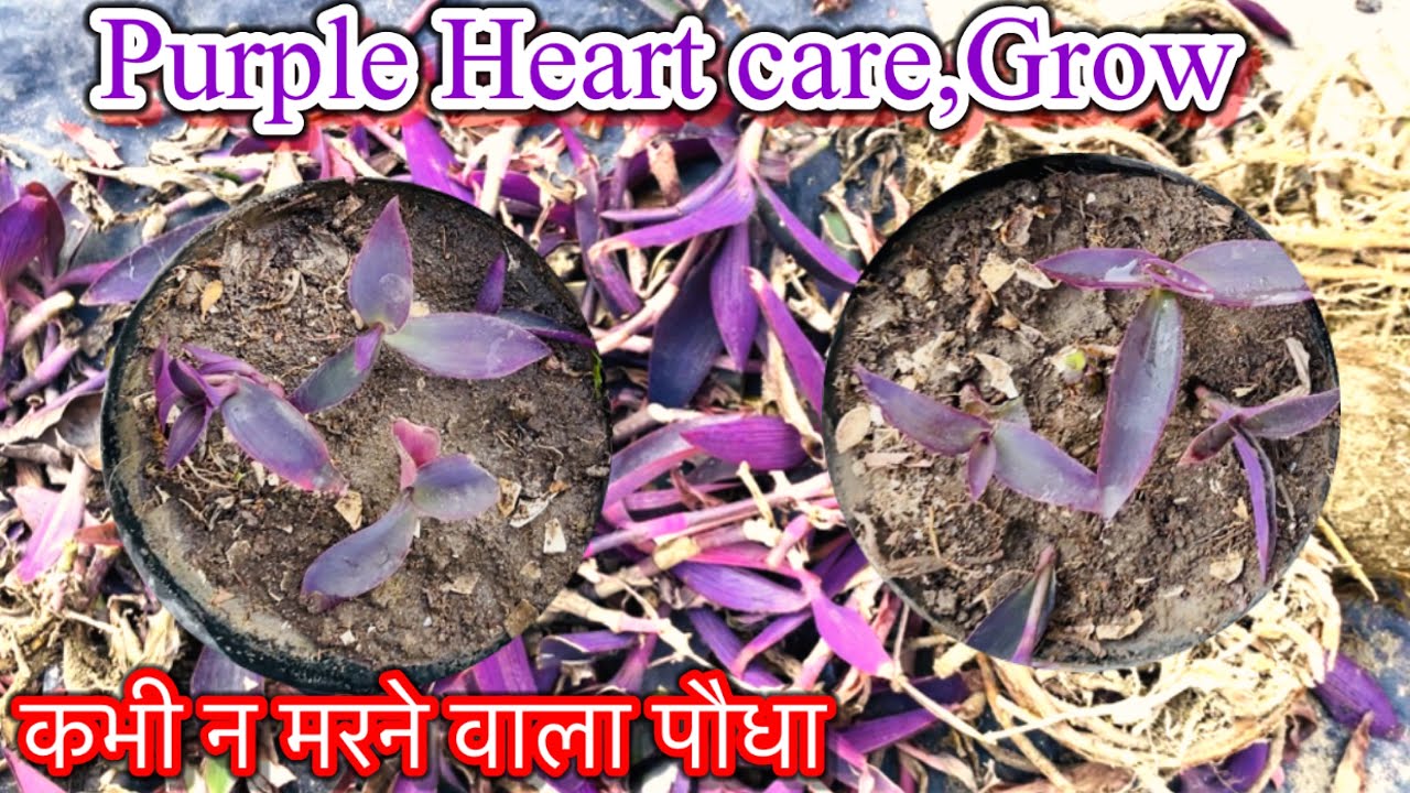 पर्पल हार्ट की कटिंग कैसे लगाएं और देखभाल कैसे करे/ये आपके गार्डन से कभी नही जाता/ Purple Heart Care