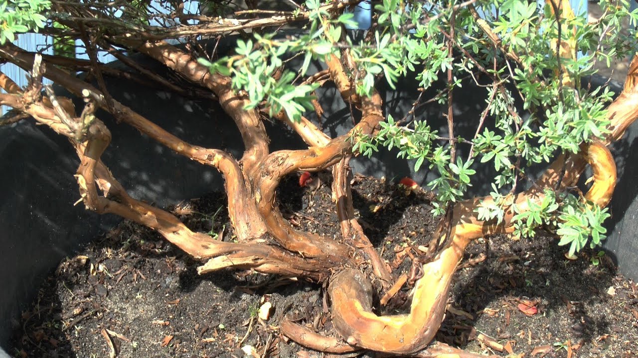Bonsai, make a new Bonsai - Potentilla, Fünffingerstrauch
