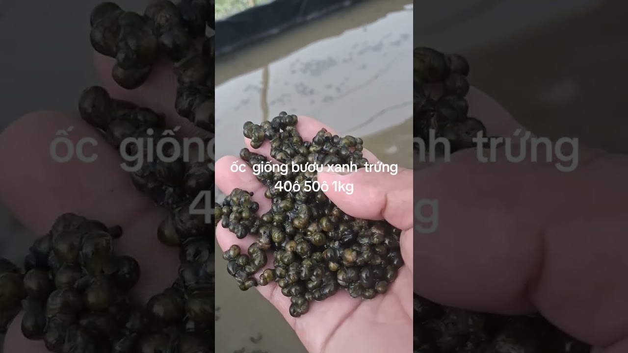 Ốc giống bươu xanh 130đ   1con  sđt0939926547