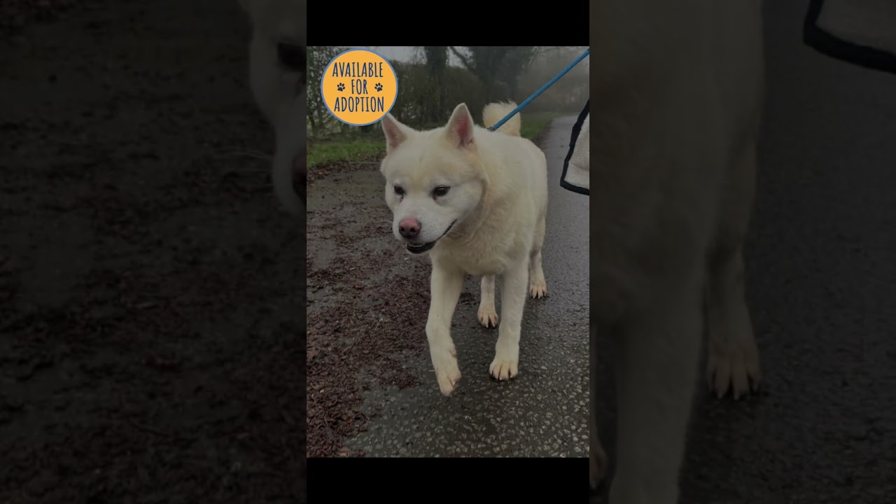 Schubert - Available for adoption 