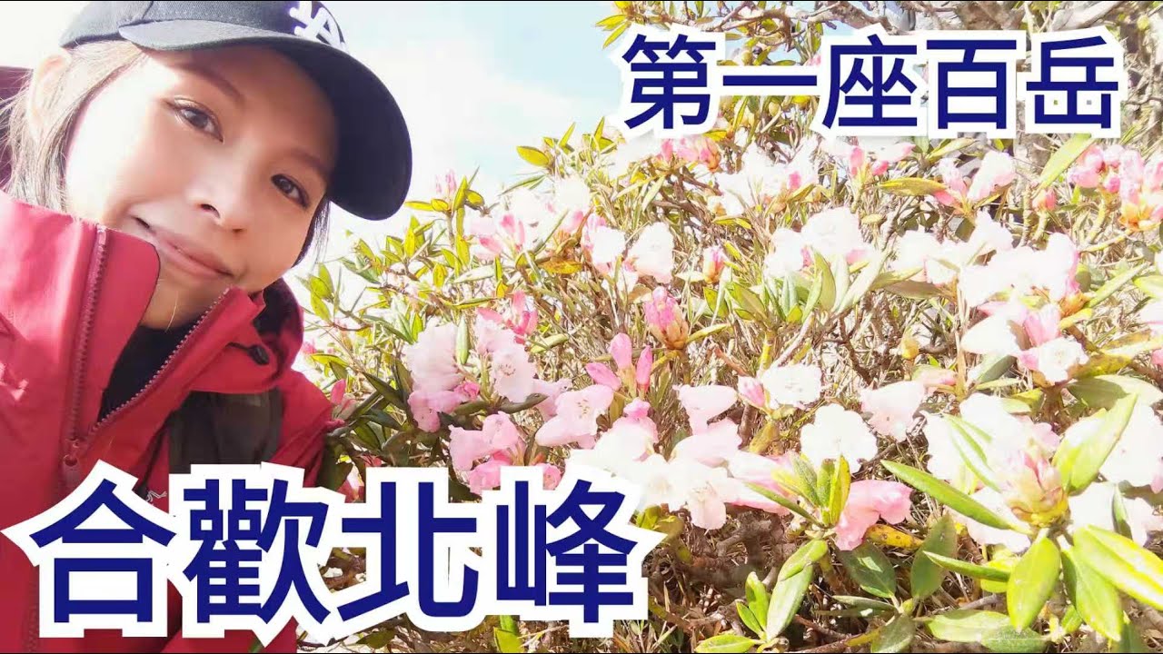 【百岳專輯】 合歡山北峰  😱第一座百岳 爆炸杜鵑花 2019.04.28 #合歡北峰 #合歡山