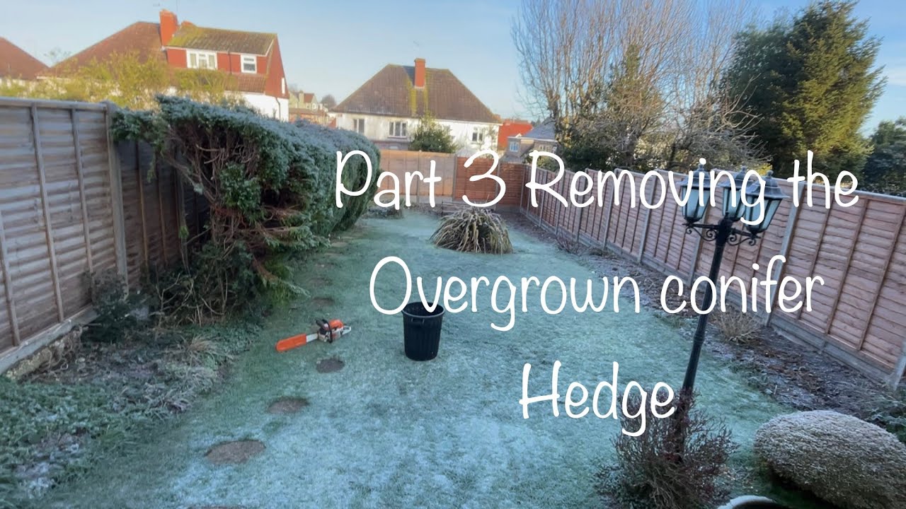 Removing these messy overgrown conifer hedge in customer’s rear yard (part 3!)