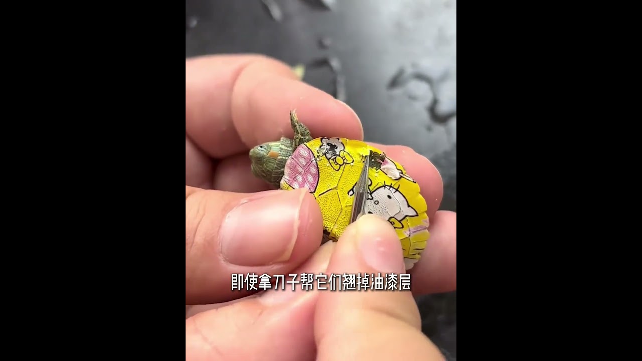 拒绝油漆龟，人人有责！🐡 